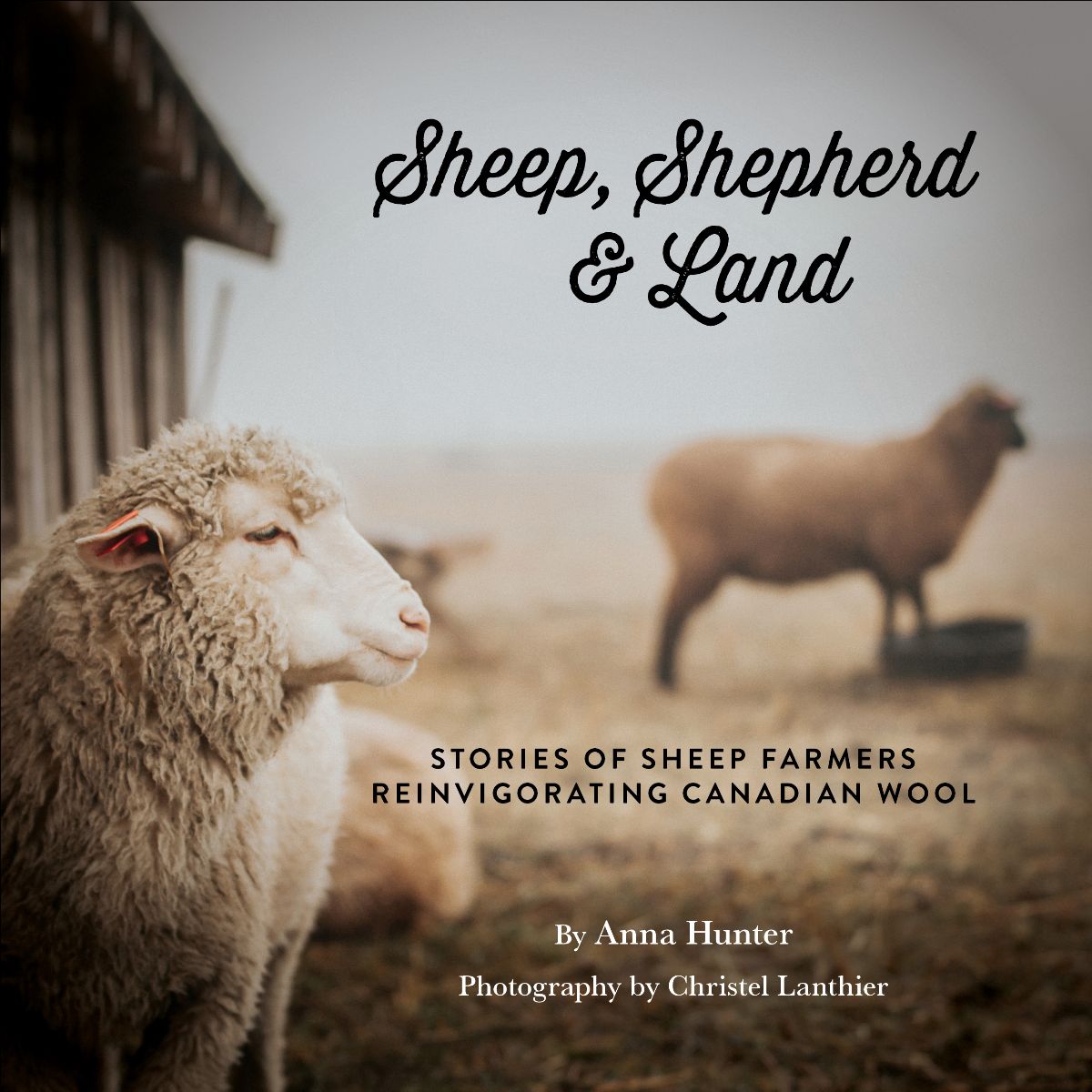 Sheep, Shepherd & Land, by Anna Hunter